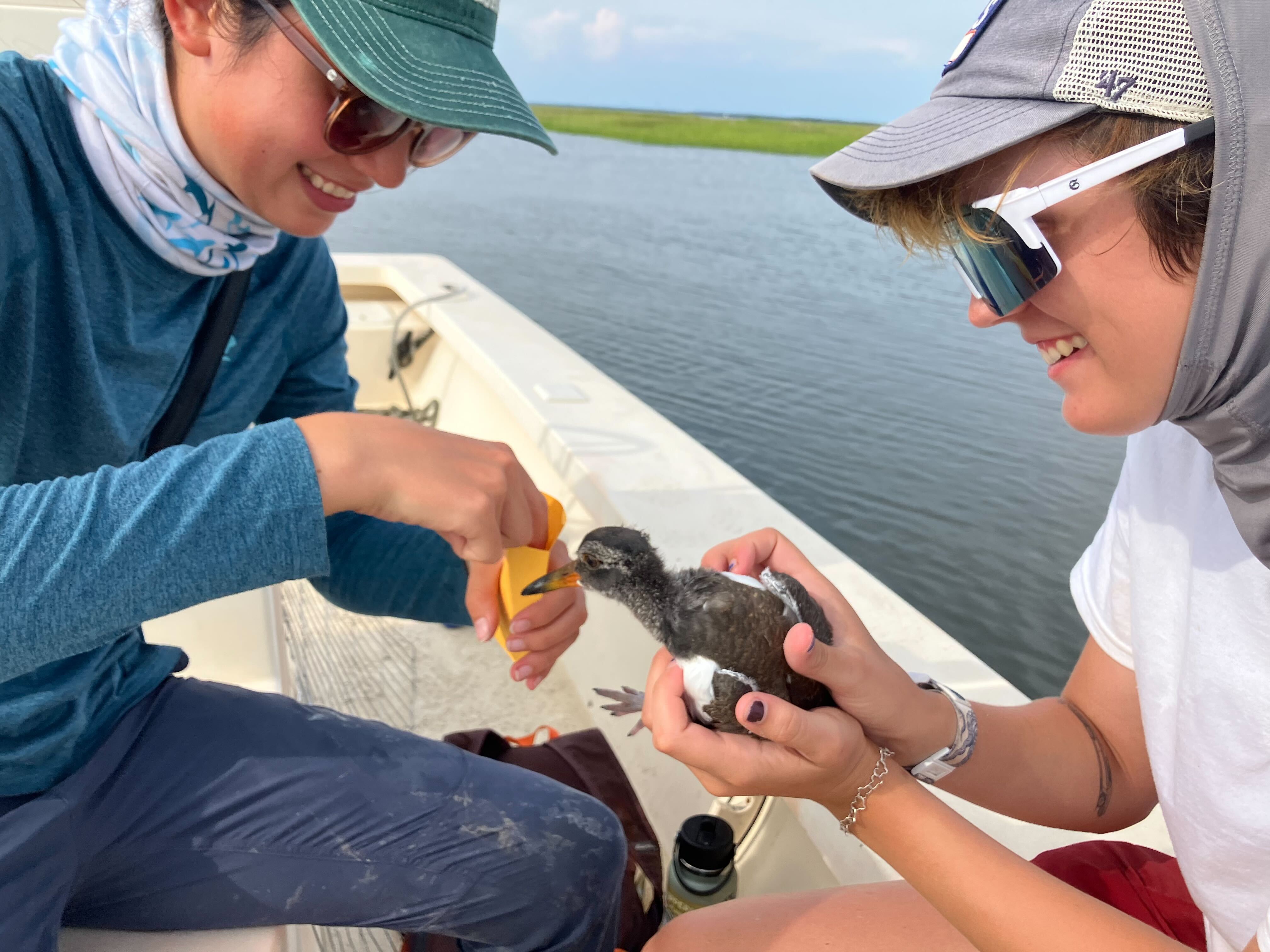 Anji (left) and Blair (right) banding an AMOY chick. Photo: Lindsay Addison/Audubon