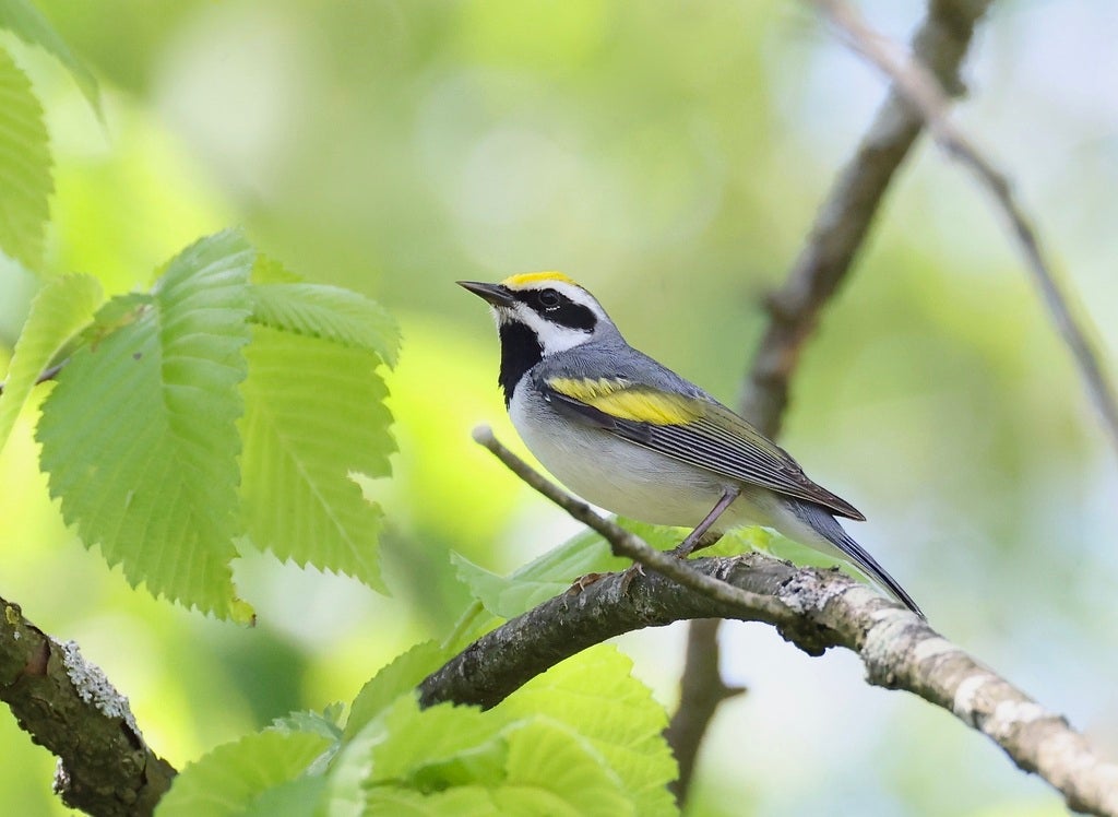 Golden-winged Warbler. Photo: Rick Nirschl/iNaturalist CC BY-NC 4.0
