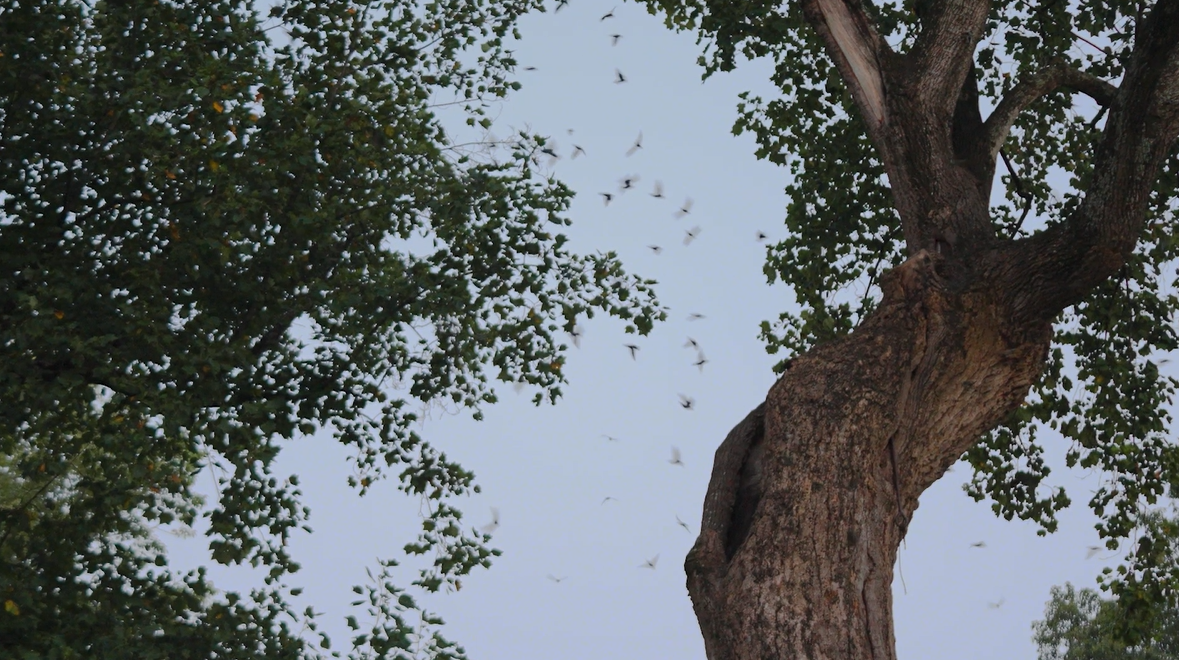 Swifts swirling into the Davie Poplar Tree on UNC's campus. Photo: Dylan Thiessen/UNC Chapel Hill