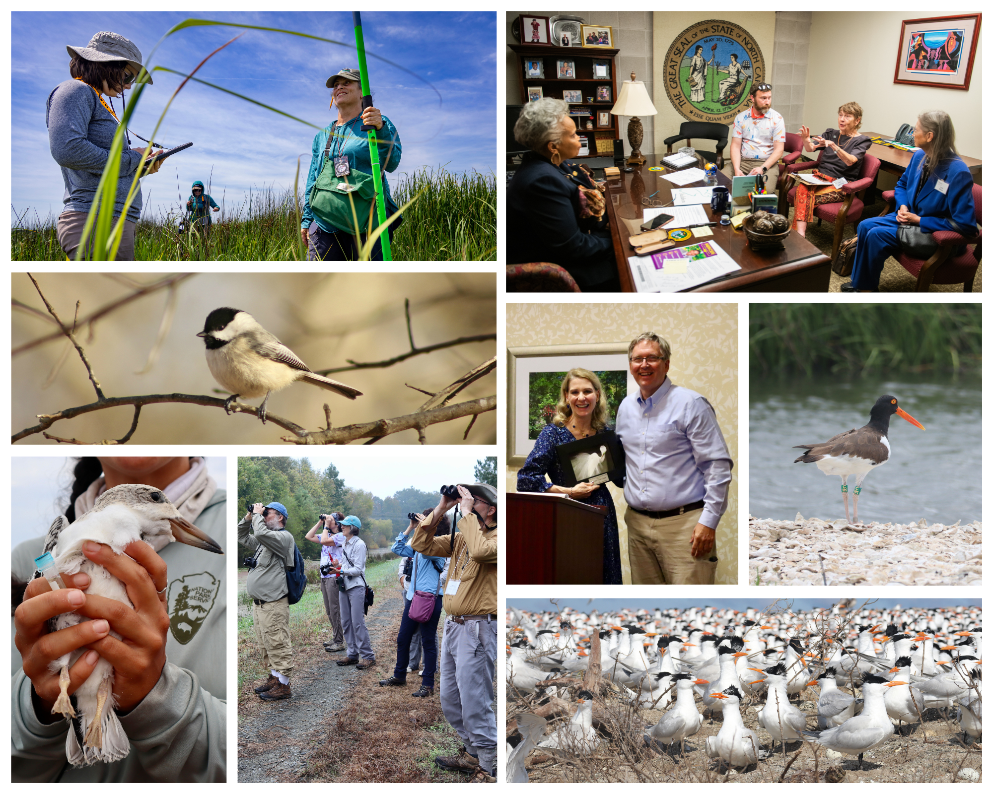 Clockwise from top left: UNC Researchers at Pine Island. Photo: Megan Mendenhall/UNC Office of Research Communications; T. Gilbert Pearson �ԹϺ��� members with Senator Gladys Robinson. Photo: Caitlin O'Hara; American Oystercatcher. Photo: Brittany Salmons