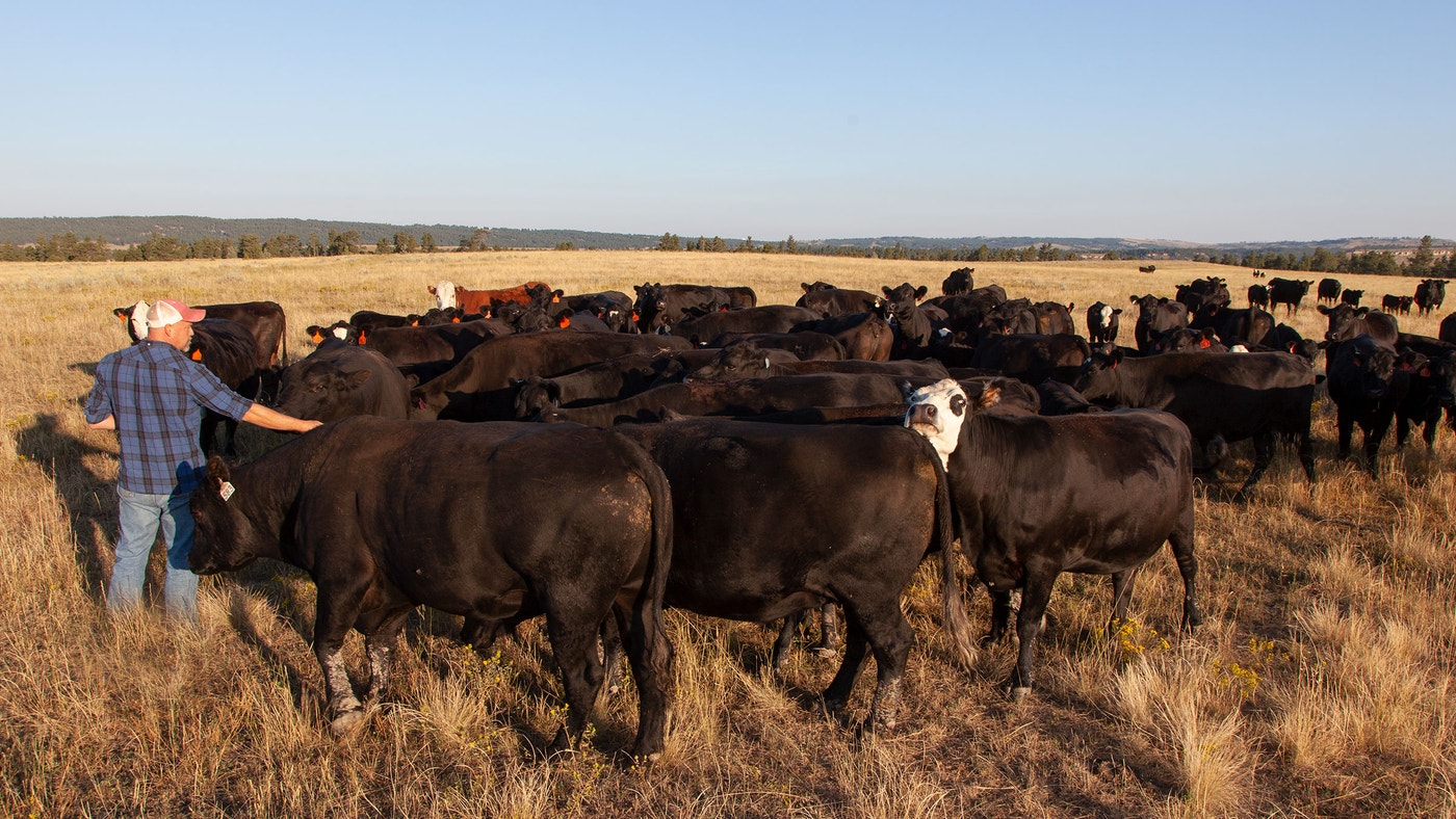Conservation Ranching Conservation Ranching During the Pandemic | Audubon