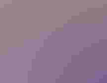 Hyssop stalks with purple flowers.