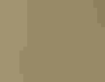 A male American Goldfinch perched on milk thistle.