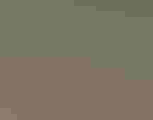 American Avocet.
