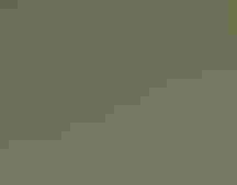 A Great Blue Heron stands over a nest with chicks.