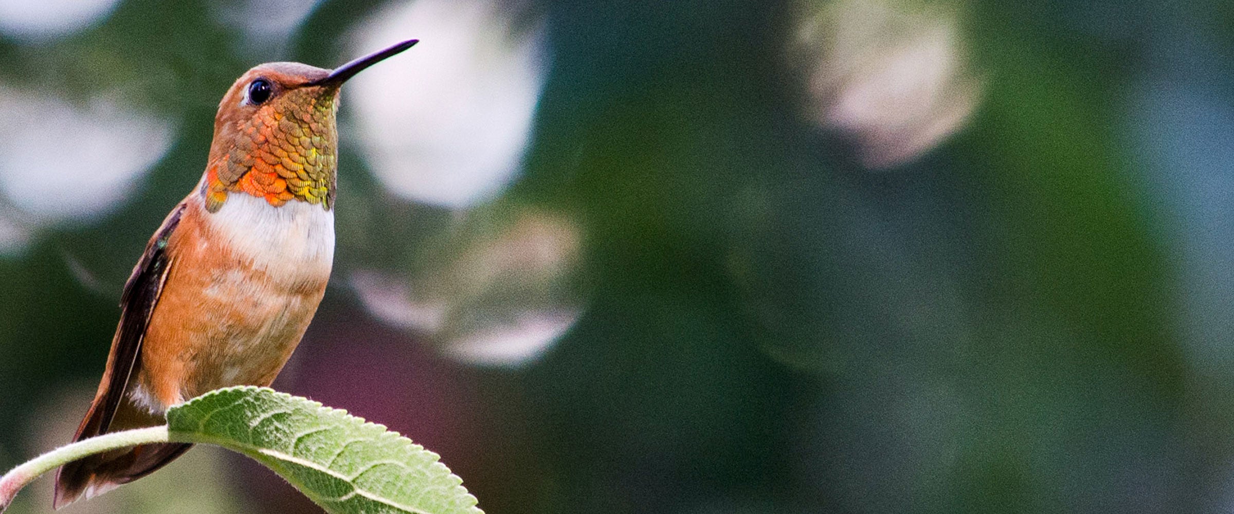 A male Rufous Hummingbird perched on a leaf.