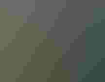 A male Rufous Hummingbird perched on a leaf.