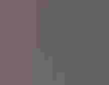 Two American Robins bathe in a stream.