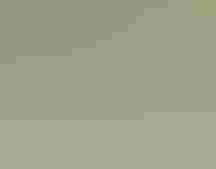 A female Broad-tailed Hummingbird hovers near red trumpet flowers.