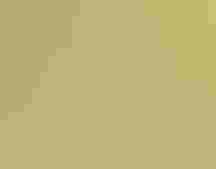 A Common Yellowthroat perches on a branch.