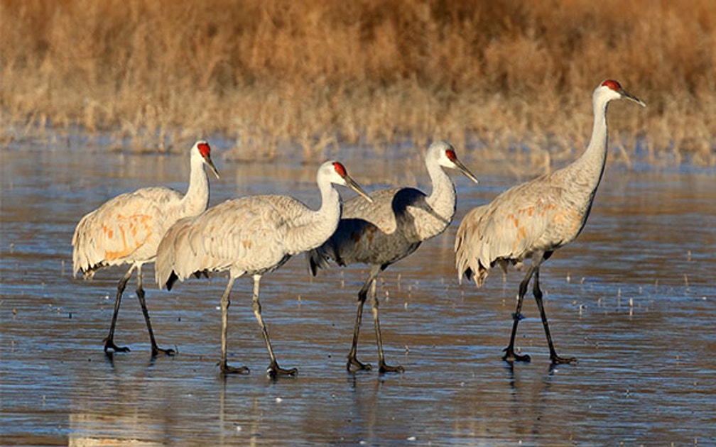 Fall Crane Viewing | Audubon Fall Crane Viewing | Audubon