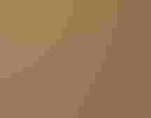 A Burrowing Owl peers out from its burrow.