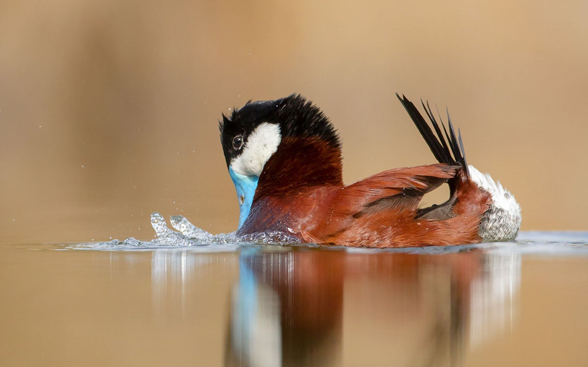 Ruddy Duck performs courtship display.