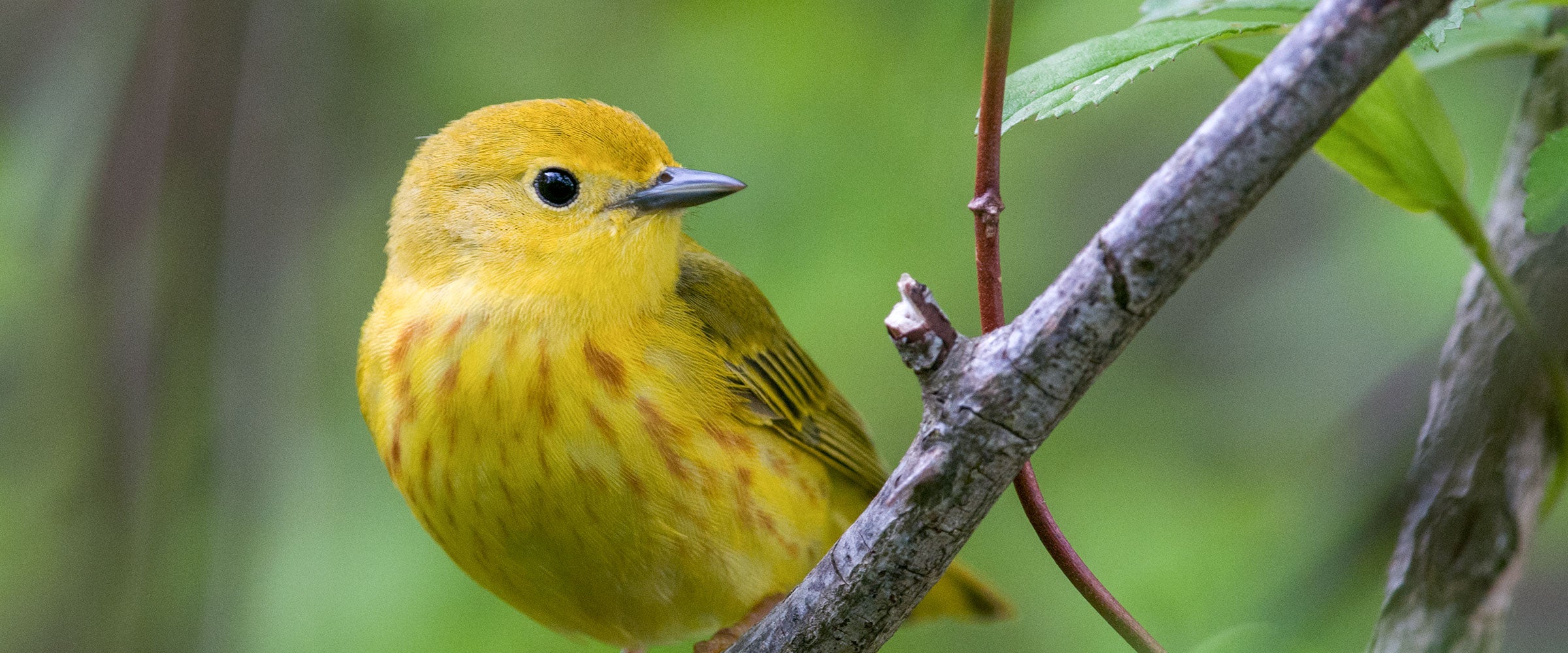 Yellow Warbler.