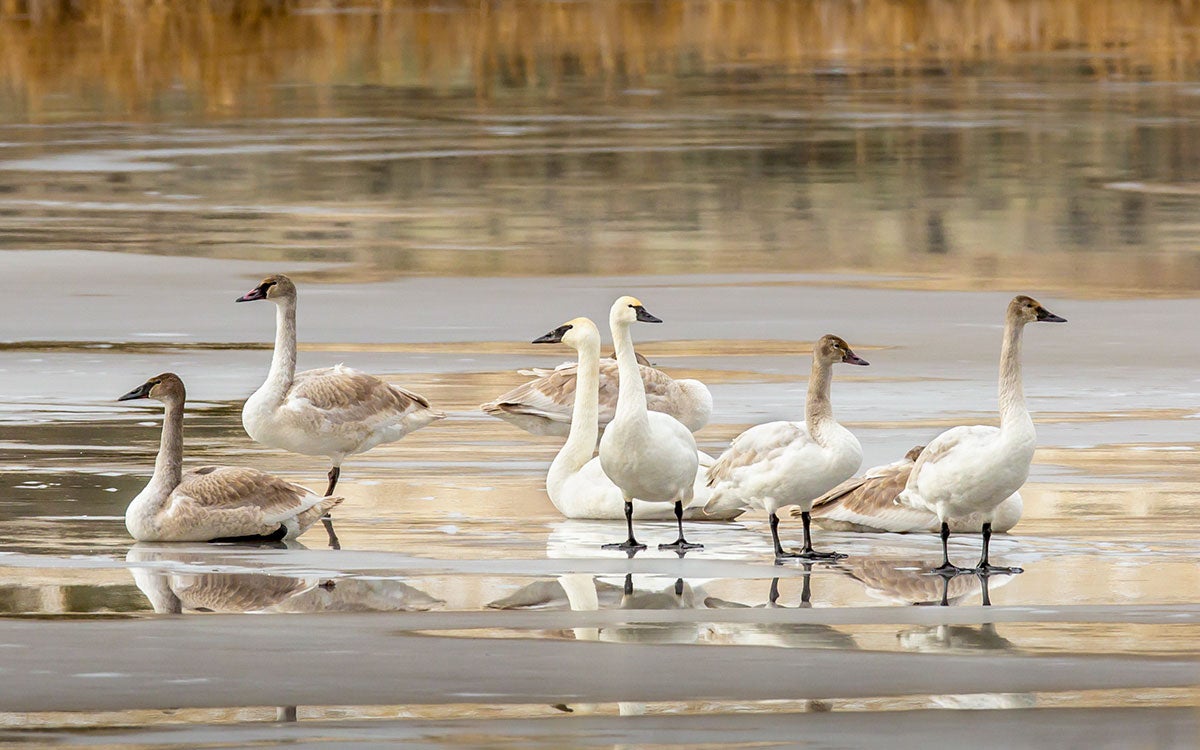 Tundra and Trumpeter swans stand on ice.