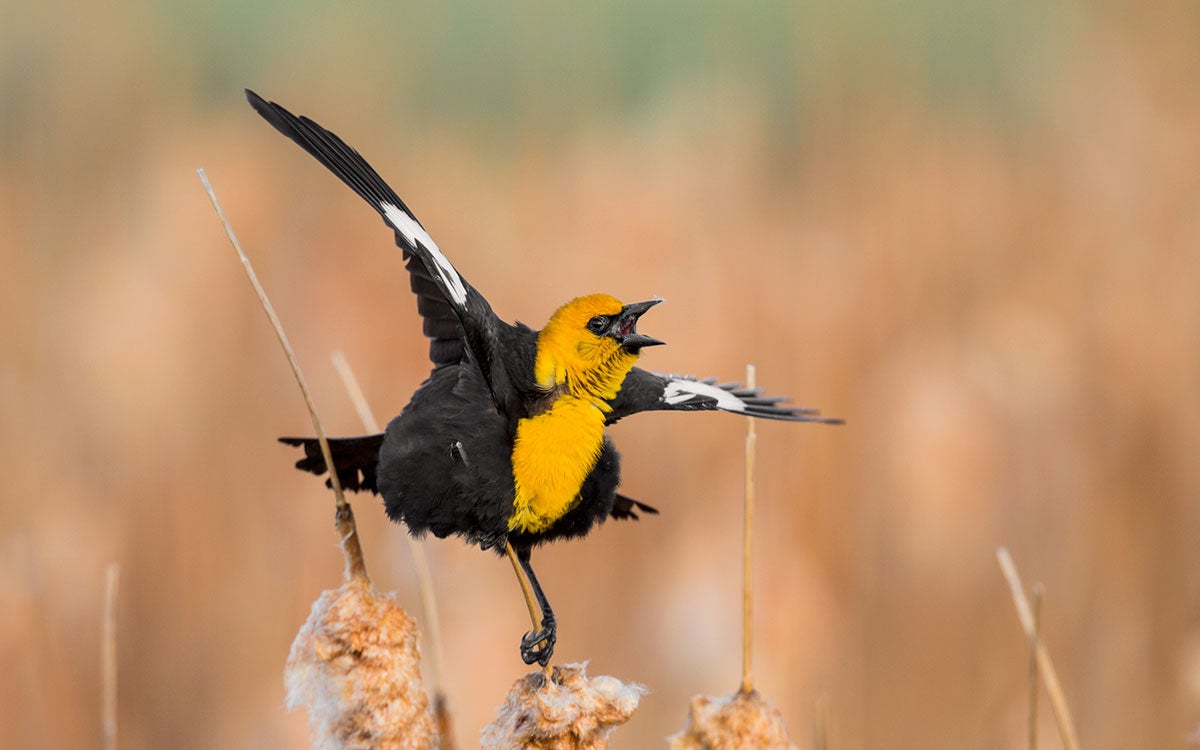 A Yellow-headed Blackbird sings from cattails.