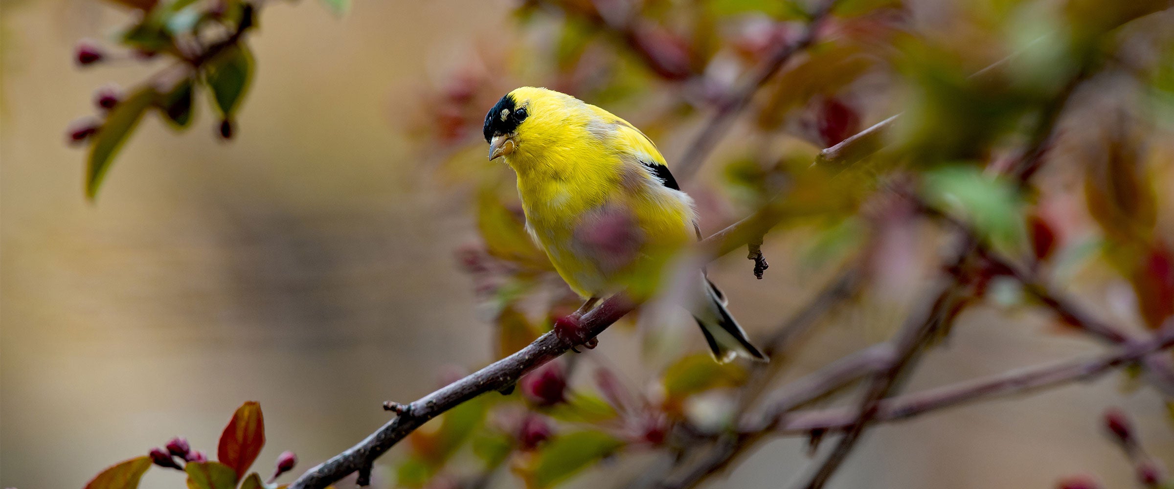 A male American Goldfinch perched on a branch.