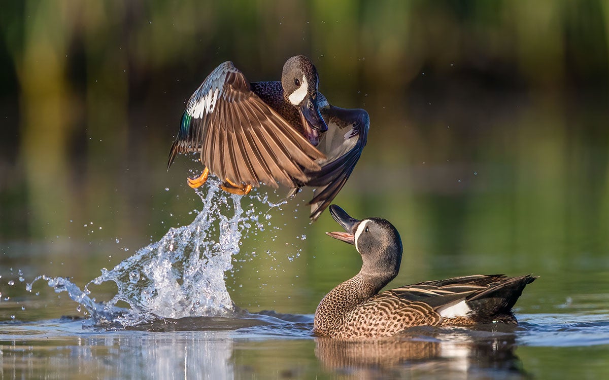 Two Blue-winged Teals squabble.
