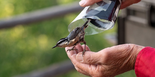 Is It Illegal to Feed Birds in Missouri? Discover the Truth!