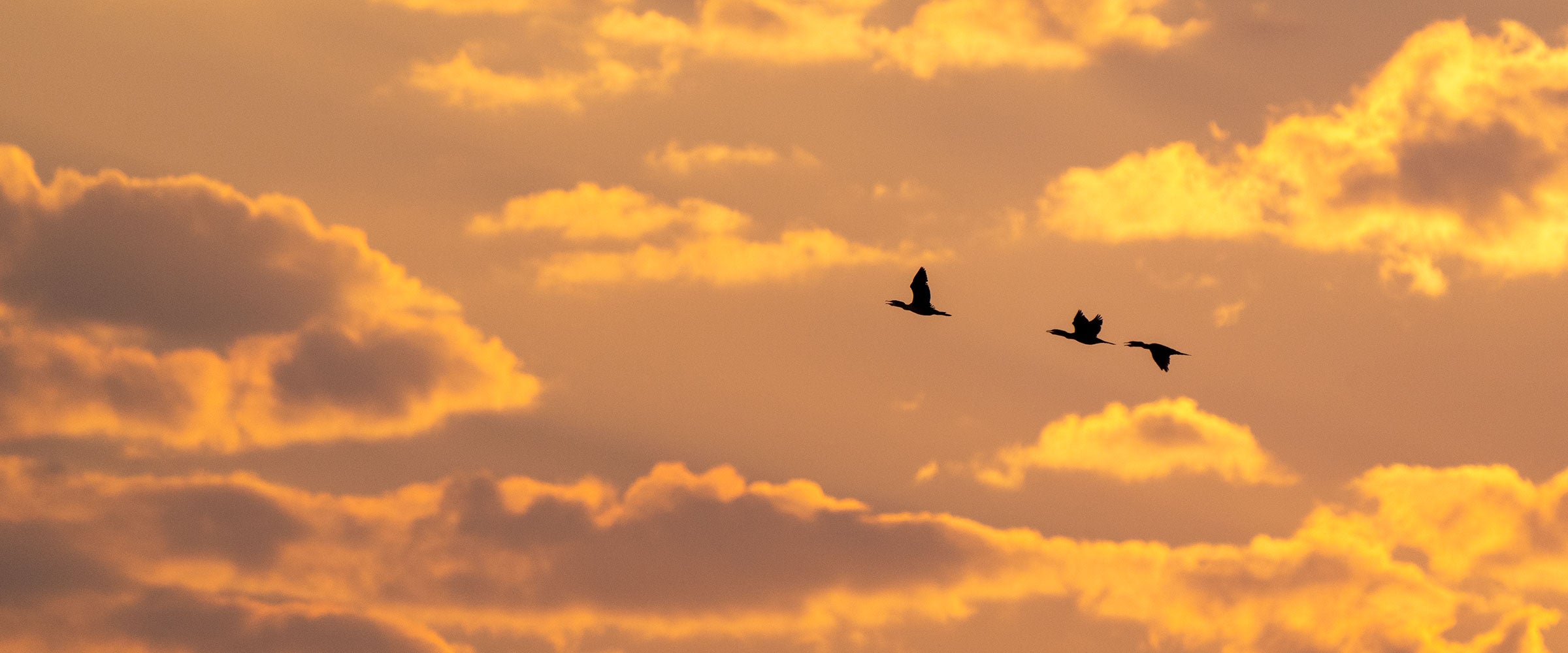 Three Double-crested Cormorants fly across a sky at sunset.
