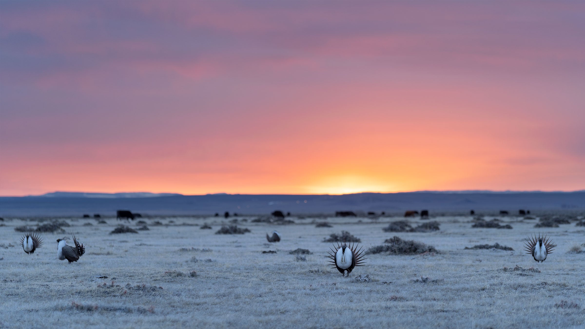 Greater Sage-Grouse displays at sunrise. Photo: Evan Barrientos/Audubon Rockies