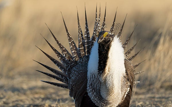 A male Greater Sage-Grouse performing a courtship display.
