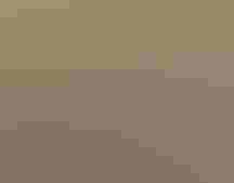 A male Greater Sage-Grouse performing a courtship display.