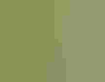 Spotted Towhee sings from a shrub.