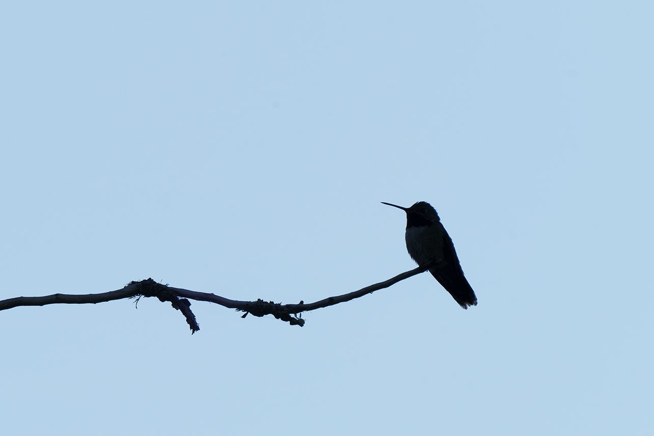 Hummingbird perched on a branch.