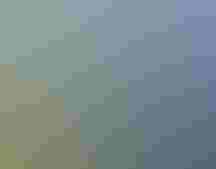 Katelyn removes a Brown-headed Cowbird from a mist net.