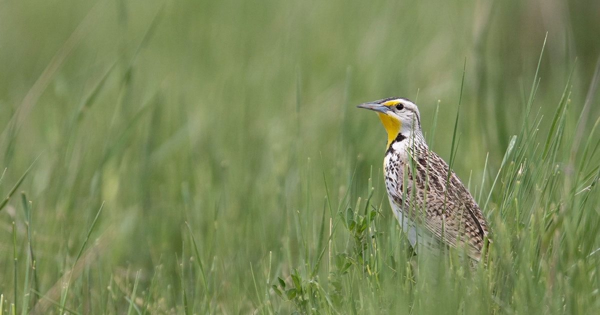 Where to Look for Birds During Spring Migration