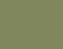 A Western Meadowlark stands alert in a field of tall, green grass.