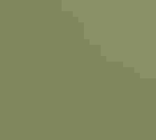 A Western Meadowlark stands alert in a field of tall, green grass.