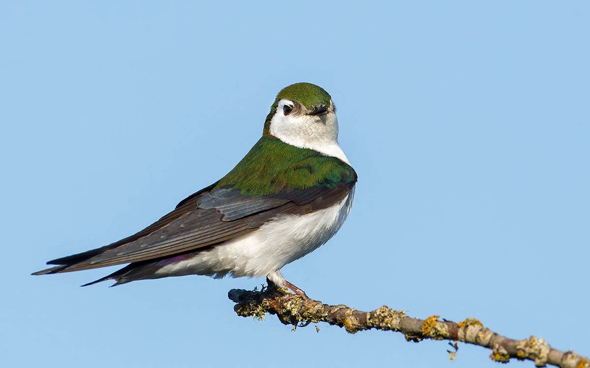 Violet-green Swallow perched on a branch.