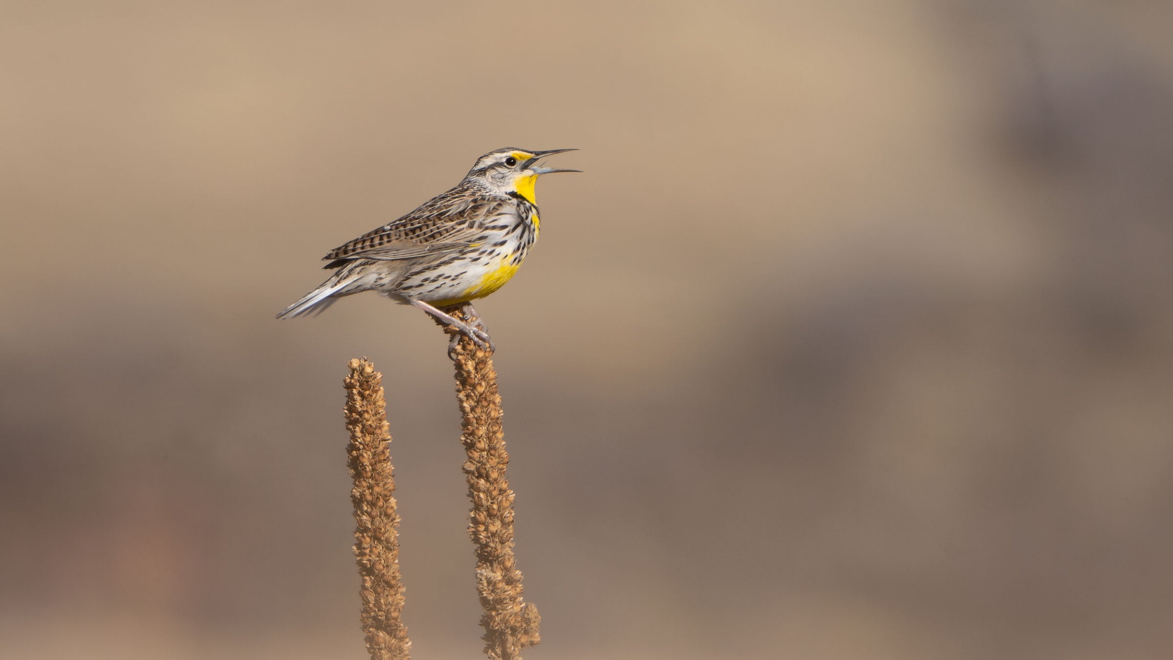 A Western Meadowlark sings.