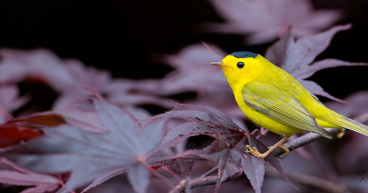 Fall Migrations Begin!