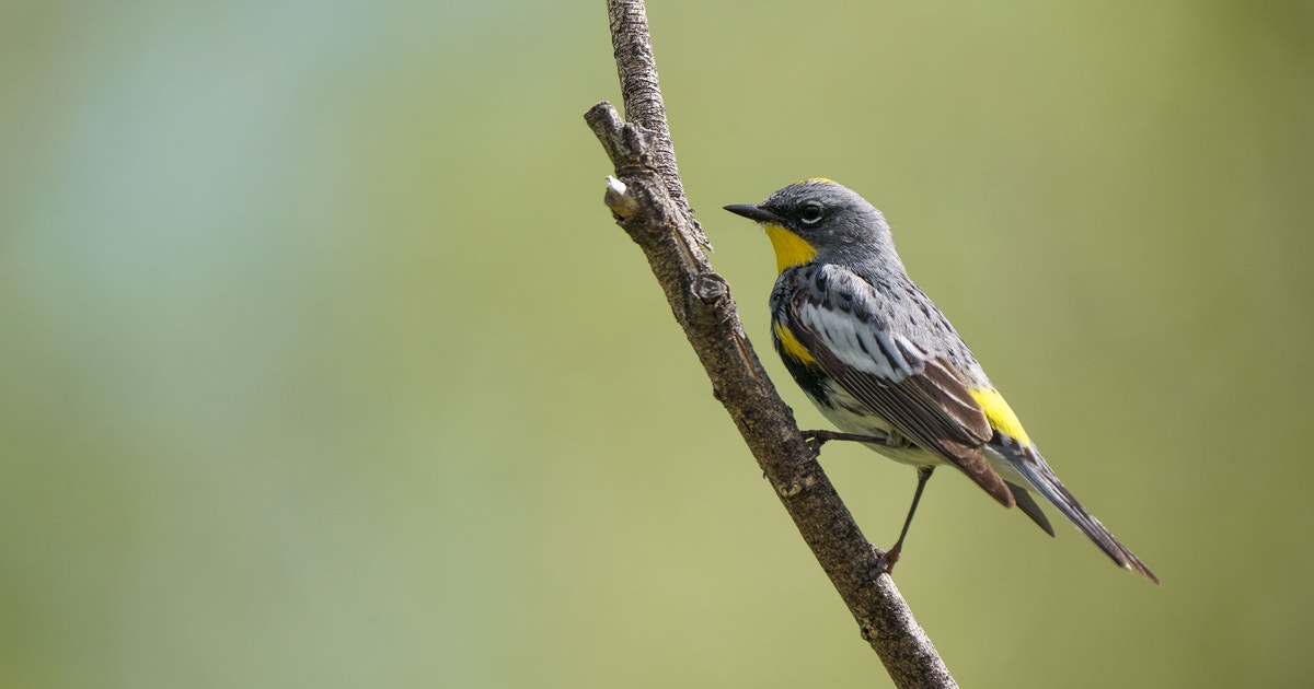 Yellow Rumbi's Do You Know Your Yellow-Rumps? | Audubon