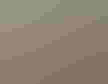 Littleleaf mountain mahogany (Cercocarpus intricatus).