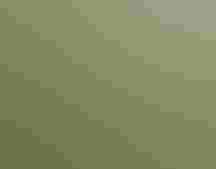 Black hawthorn (Crataegus douglasii).