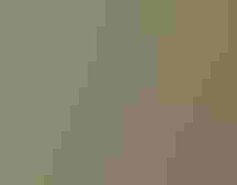 Greenleaf Manzanita (Arctostaphylos patula)