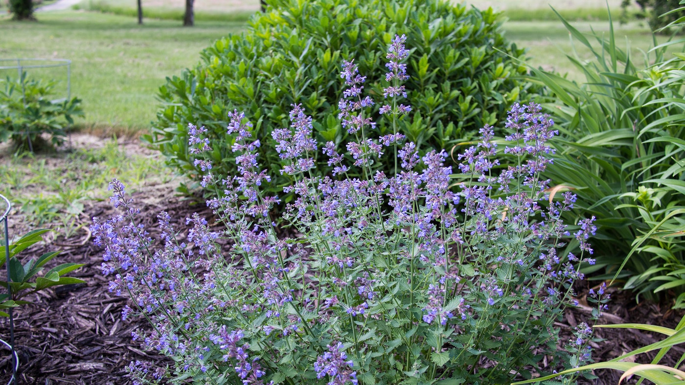Native Catmint Catmints | Audubon