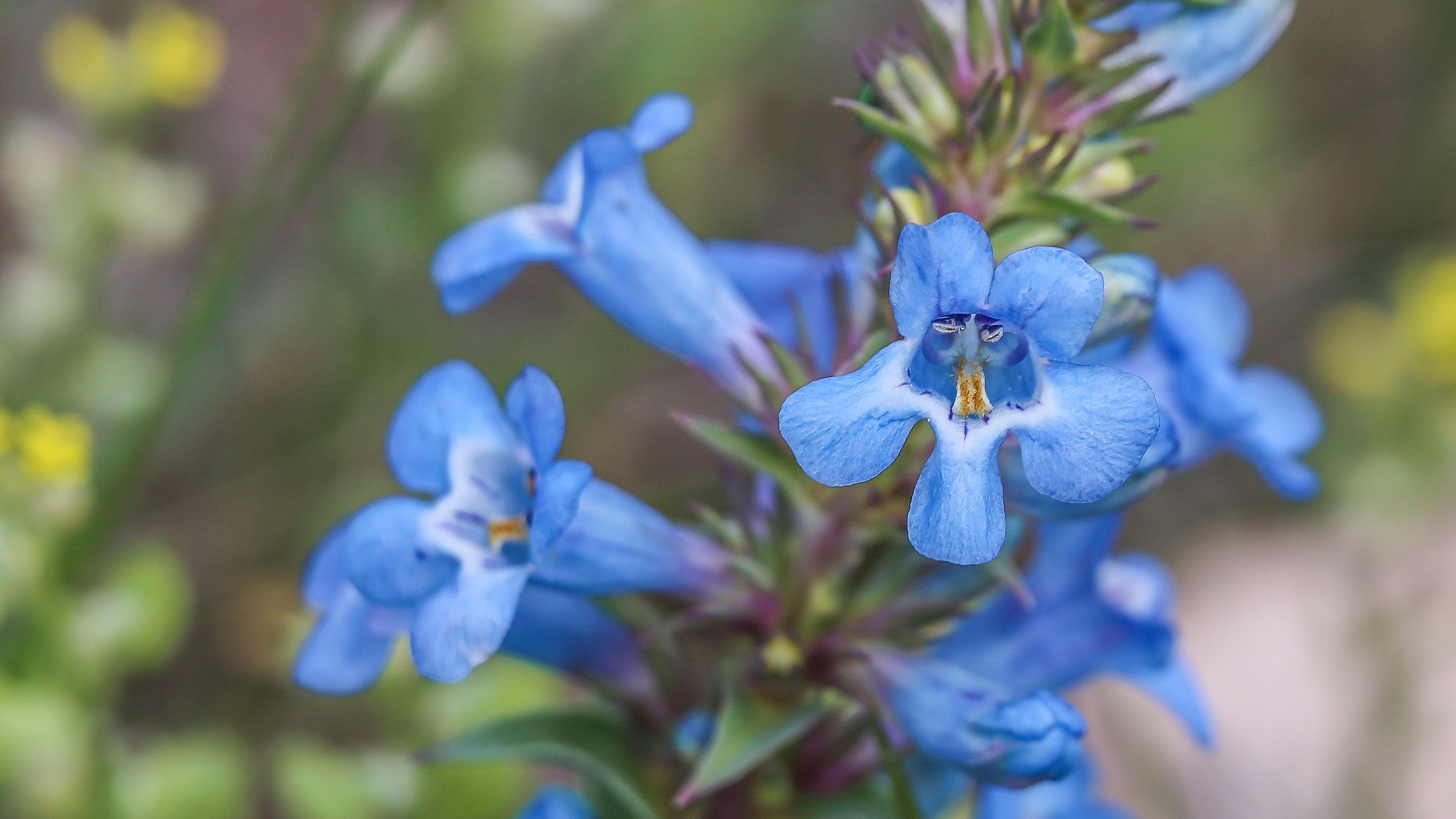 Narrlow-leaved penstemon (Penstemon angustifolius).