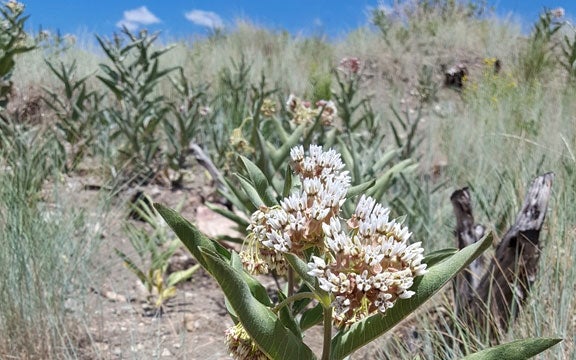 Jackson Wyoming Bookstore: Where Stories Come Alive in the Heart of the Rockies