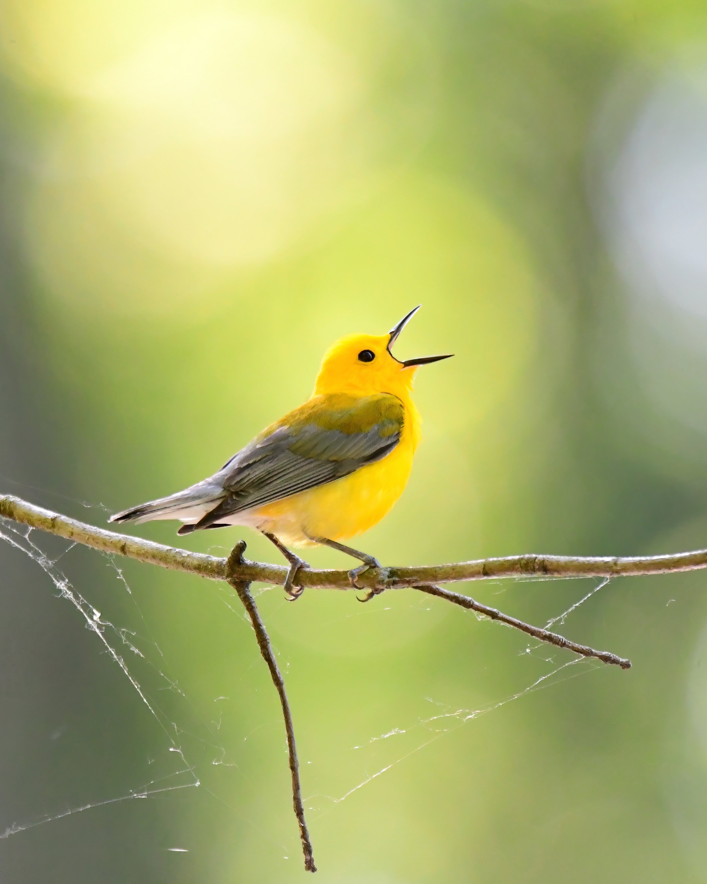 Yellow bird sits on branch with bill open