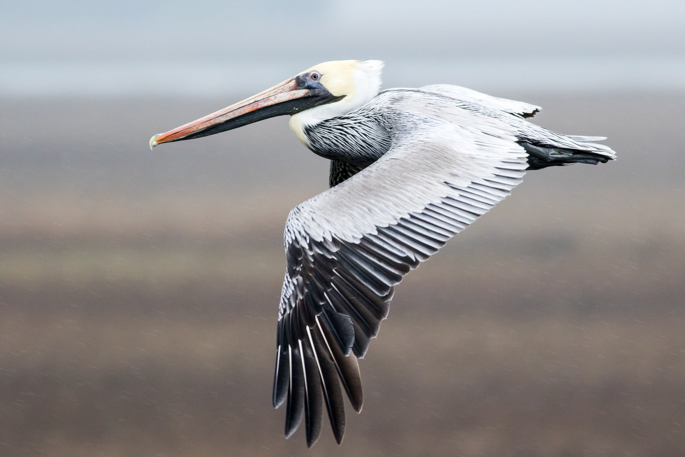 Brown Pelican flies over water