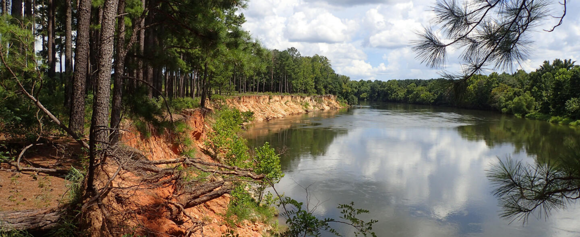 The Bluffs overlooking the Savannah River at Audubon’s Silver Bluff Sanctuary