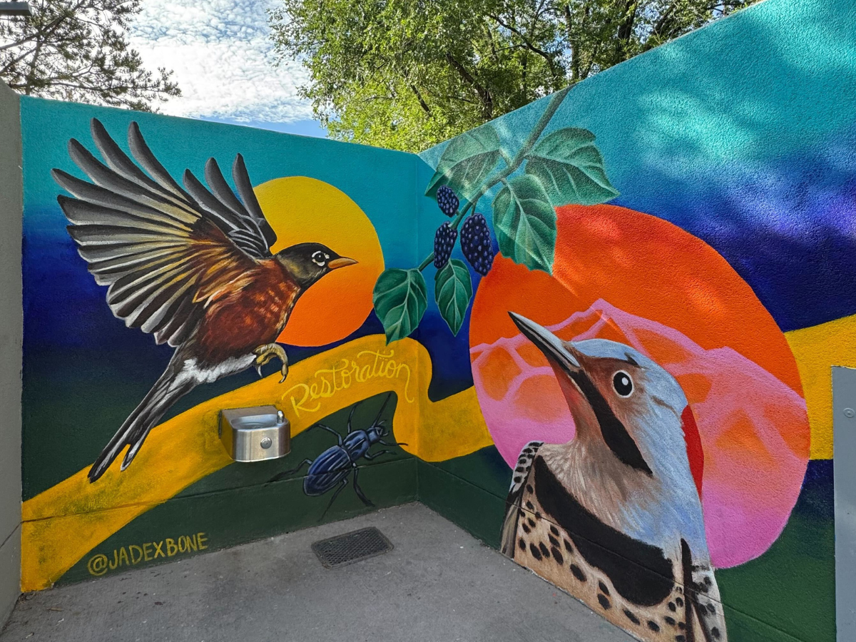 American Robin and Northern Flicker