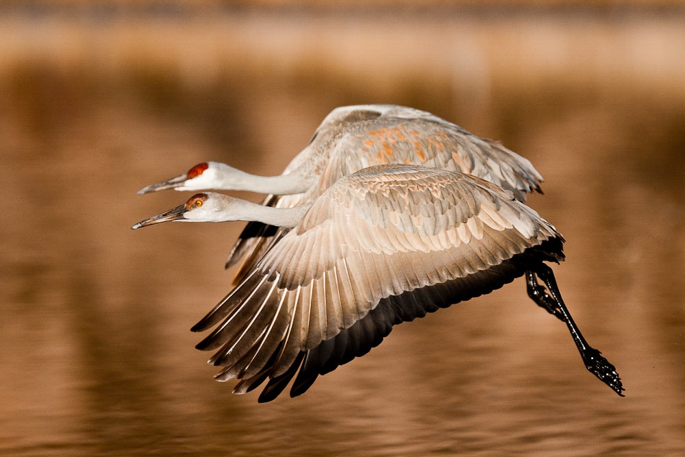 Sandhill Crane, Bosque Del Apache National Wildlife Refuge, New Mexico