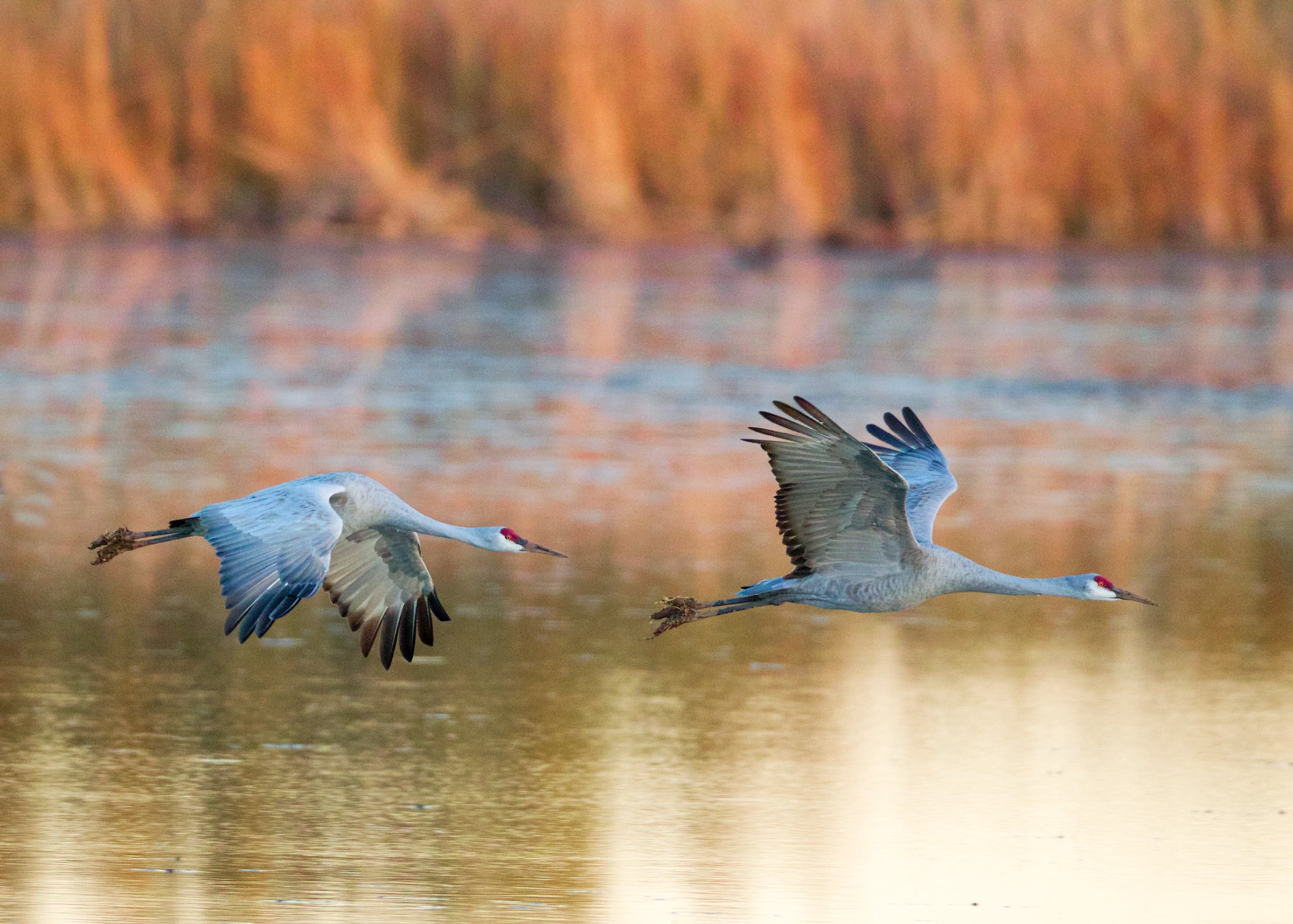 Sandhill Cranes