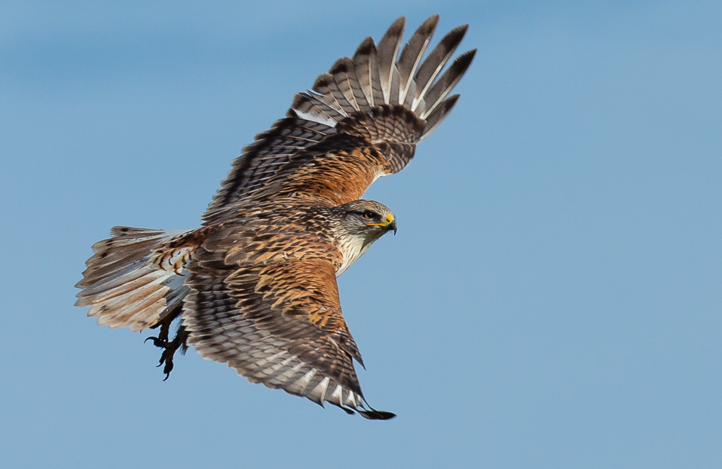 Ferruginous Hawk